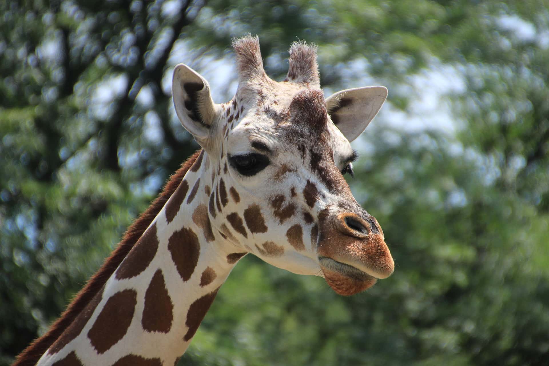 Tous au Zoo